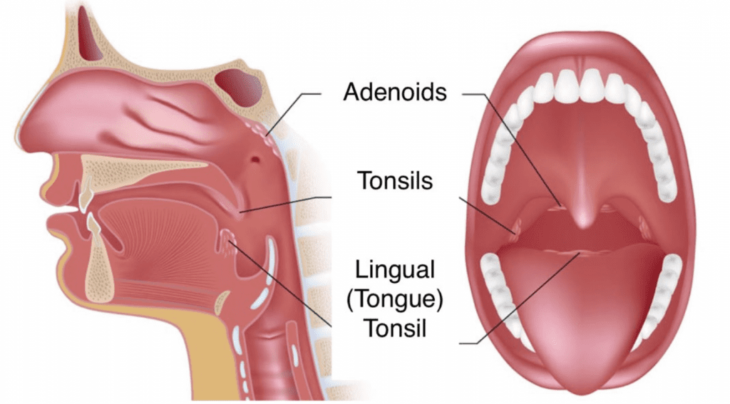 tonsile throat anatomy