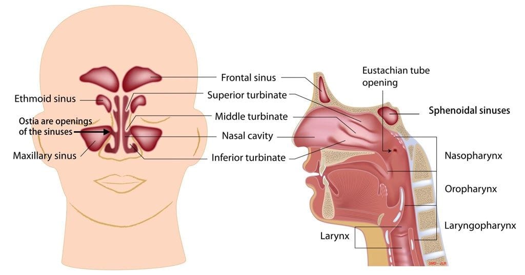 nose anatomy