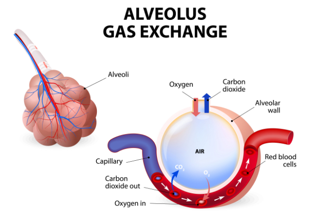 Alveolus Gas Exchange