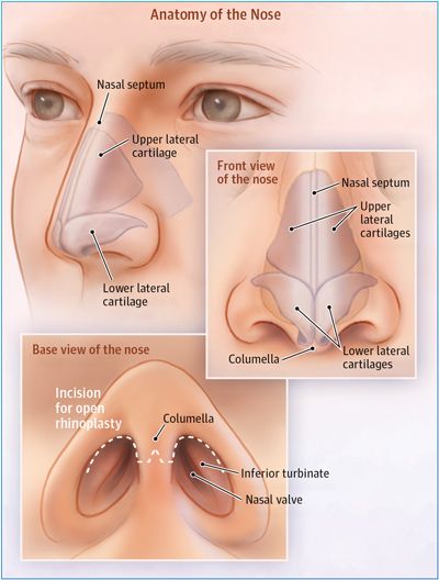 anatomy of the nose